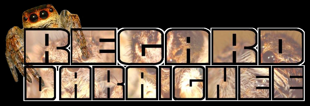 Regard d'araignée
